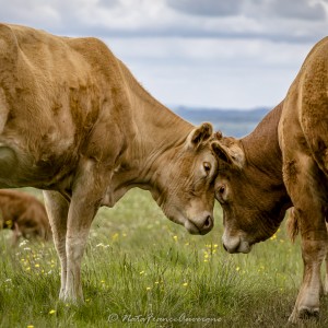 Le Cantal juin 2024 by @NataFranceAuvergne-7623